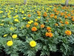 伤感又很抑郁的女生网名 女生难过时想哭的伤感网名(精选41个)