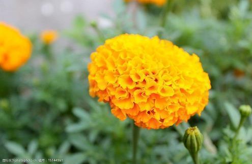 西安疫情经典语录 隔离疫情的暖心文字(精选33句)