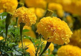 圣诞节心情说说朋友圈句子 期待圣诞节的说说