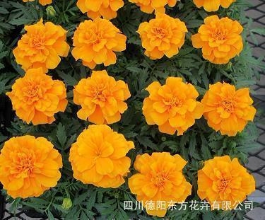 老师辛苦敬业付出的感谢话大全，关于老师,辛苦,感谢精简语录13句