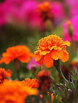 适合写在扇子上的短句收录15句