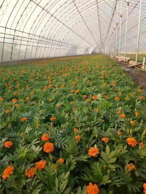 2021幸福句子87句