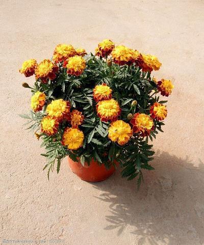 赞美律师的话15句