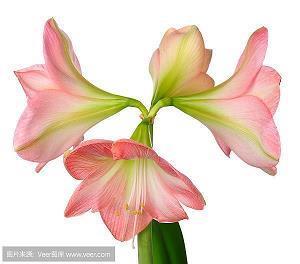 河南加油的说说文案(精选79句)