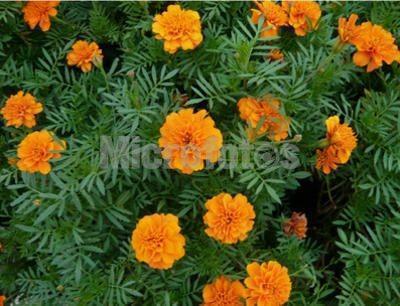 微信早安问候语简短(精选31句)