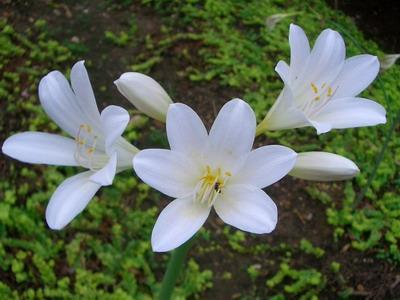 每日清晨晨语锦集28句