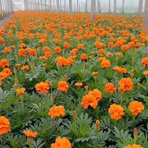 2021春节新年寄语祝福句子
