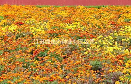 表达对妈妈的爱的母亲节句子合集79句