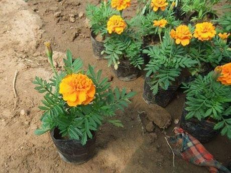 2021关于中秋节诗句文案(精选63句)