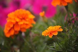 重阳节祝福老人句子(精选53句)