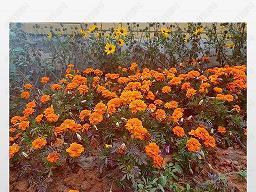 形容花开很美的诗句(精选30句)