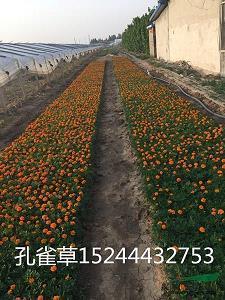 鼓励孩子大胆自信的话(精选39句)