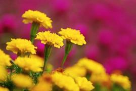 2021立春节气的祝福语唯美句子78句