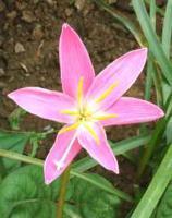 关于春节拜年的话歇后语大全