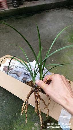 表达心情不好的失落句子