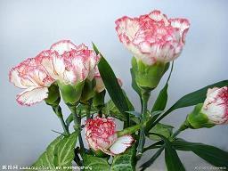 表示成功的励志句子(80句)