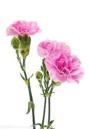 适合配照片的唯美句子(精选36句)