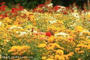 中秋茶礼广告宣传文案:茶韵香天下健康你我他