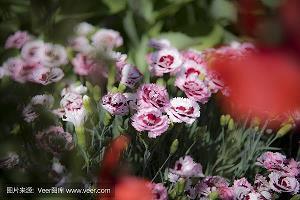 表白浪漫的句子35句