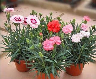 阳光心态正能量的简短句子 心态阳光的励志说说短语