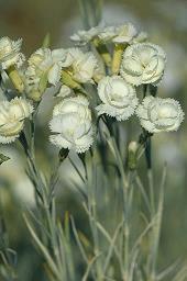 和媳妇聊污的语句 半夜撩老婆的污情话套路