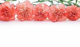 写给姐妹的唯美句子99句