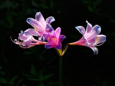 适合大清早发的早安唯美朋友圈语录