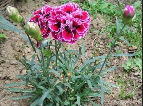 重阳节贺卡祝福文案一句话(精选77句)