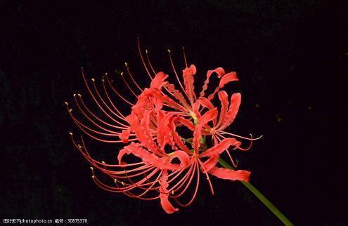 有些落寞的句子