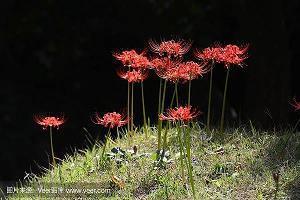 2021大暑朋友圈最火文案句子(精选38句)