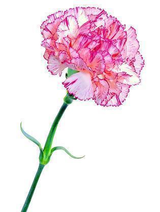 2021年霜降节气温暖心灵的祝福语(精选90句)