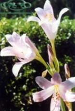 早安说说简短唯美句子正能量(精选31句)