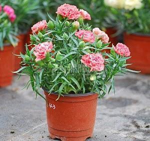 关于开心的周末句子