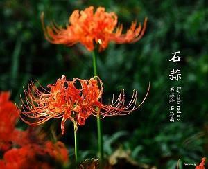 最新2.14情人节表白句子大全
