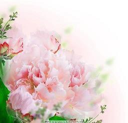 被王思聪“葱油饼”支配的沙雕文案汇编71句