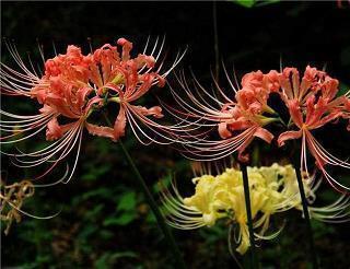 感谢粉丝支持的话语 主播感谢粉丝真挚话语(精选36句)