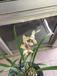 写给颓废的自己的句子