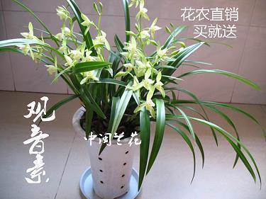 关于卖猪肉的文案(精选21句)