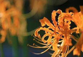 生日说说但又不能说的太明显(精选43句)