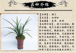 张小娴经典爱情语录