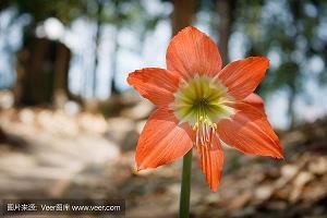 早晨发朋友圈早安正能量简单一句话汇总37句