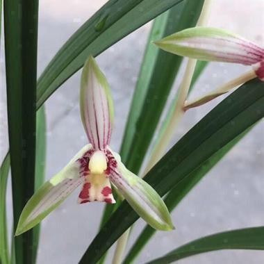 孤独一人的伤感短句子摘抄24句