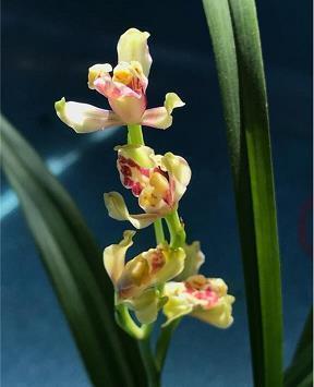 迎来第一场雪的心情说说 第一场雪的朋友圈怎么发