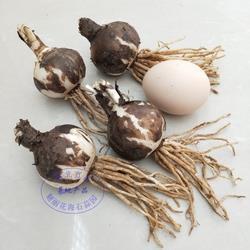 牛年春节祝福语抖音很火的文案句子95句
