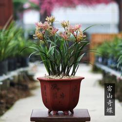 雪的语句62句