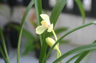 【热门】村上春树人生名言 村上春树经典语录汇编83句