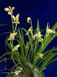 适合早上发的朋友圈早安激励语摘录24句