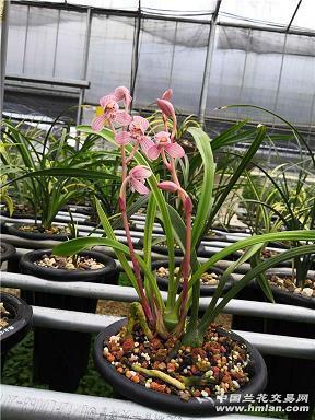 迎接2021给自己的句子抖音