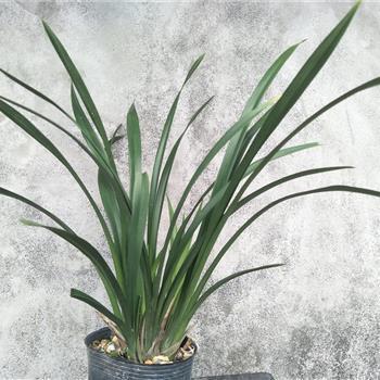 一个人过圣诞的伤心句子