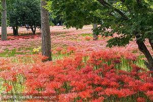 百善孝为先正能量句子 孝顺老人的经典句子48句